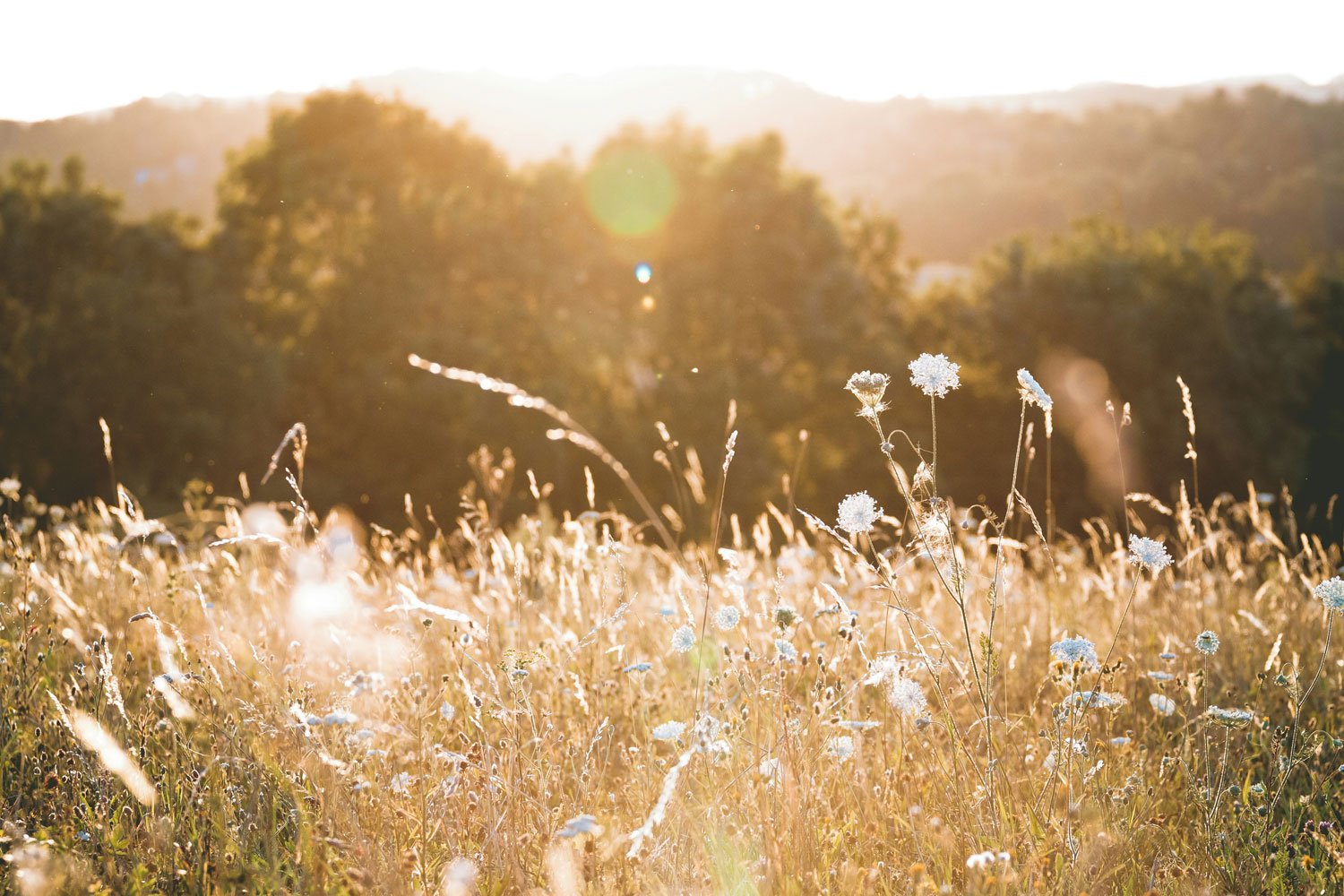 Nature restoration fund